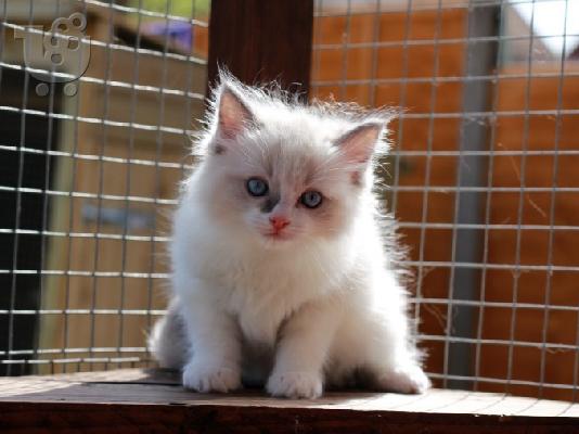 PoulaTo: Διαθέσιμα γατάκια Ragdoll